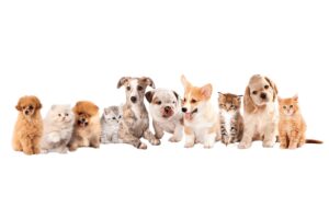 a photo of puppies and kittens lined up