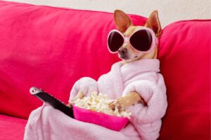 a dog wearing a robe and sunglasses, sitting on a pink couch, with a pan of popcorn on their lap